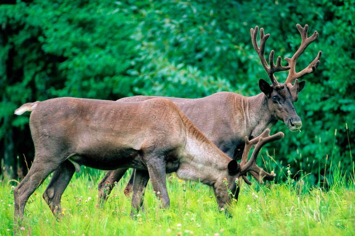 The woodland caribou is one of Ontario's 155 endangered or threatened species.