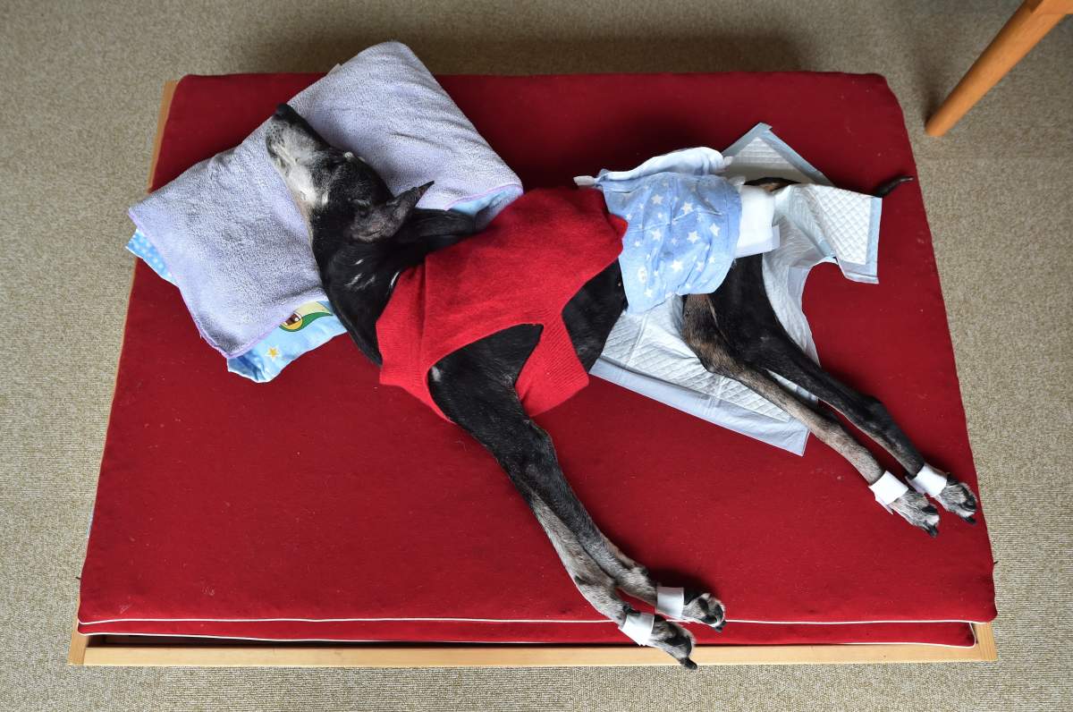 Elfin, a 19-year-old male dog who usually lives in a nursing facility for elderly dogs, wears a diaper as he lies on a bed at home in Tokyo on March 29, 2015. In the U.S., hotels ranging from major chains to small outposts are capitalizing on the wave of travelers who bring their dogs, some by charging for perks that pamper pets and others by expanding fees. 