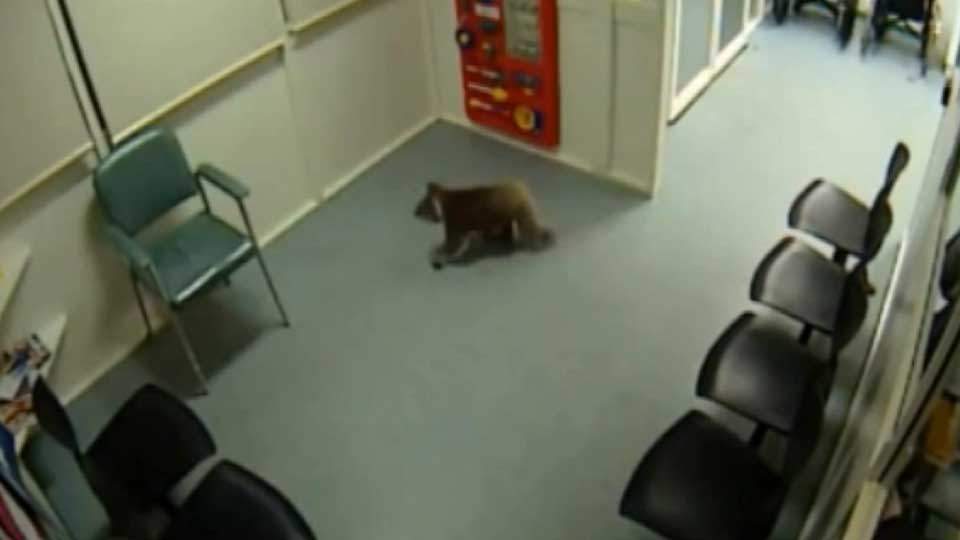 Koala in hospital