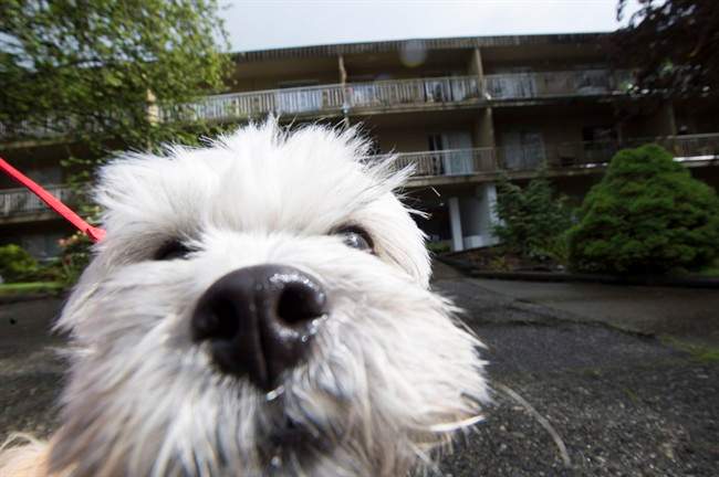 A new study finds that dogs can recognize emotion.
