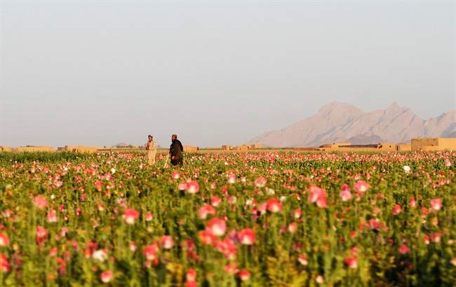 Opium poppies