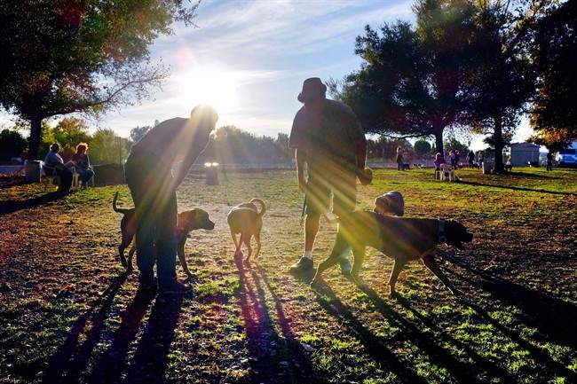 File: Dog Park.