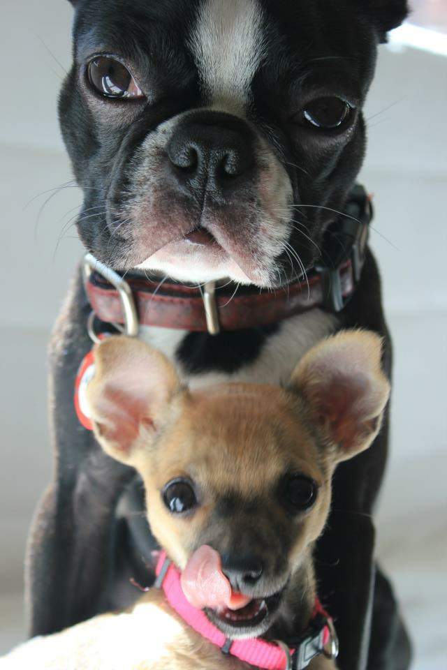 B.C. couple says their dog was sent on the wrong Air Canada flight - image