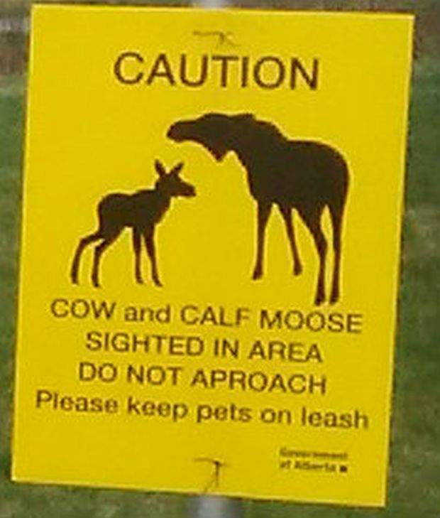 Moose