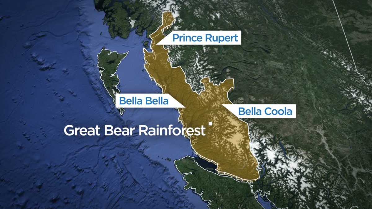 Getting to know more about the Great Bear Rainforest - image