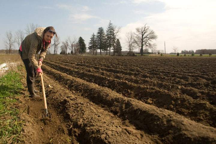 Dana Zegers weeds a row of freshly planted peas on her farm in Southwestern Ontario.