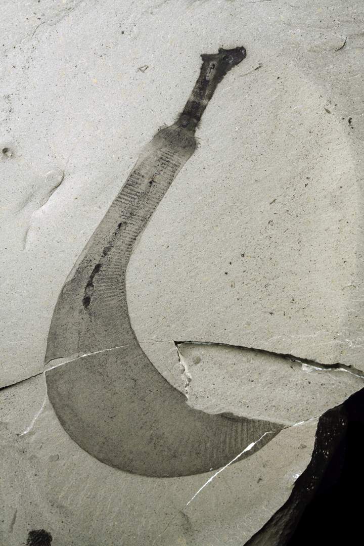 Fossilized Ottoia worm