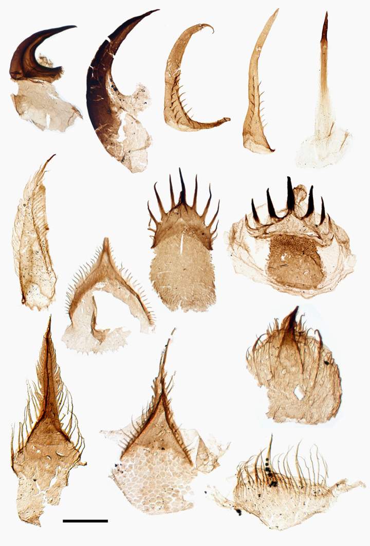 Samples of various types of ottoia teeth.
