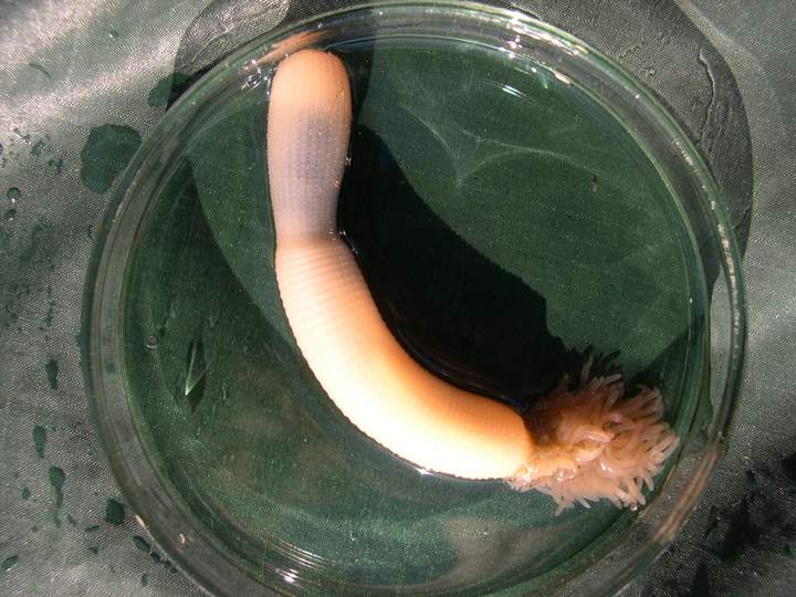 The modern-day penis worm.