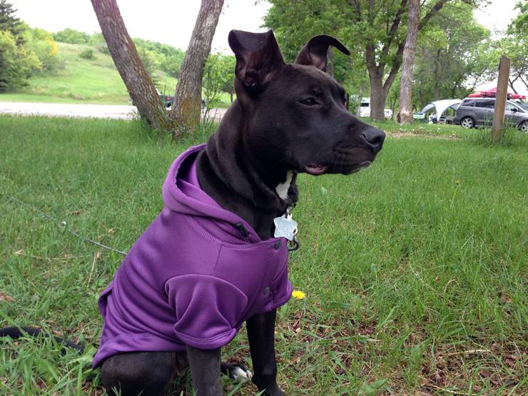 Students learn to be “dog smart” - image