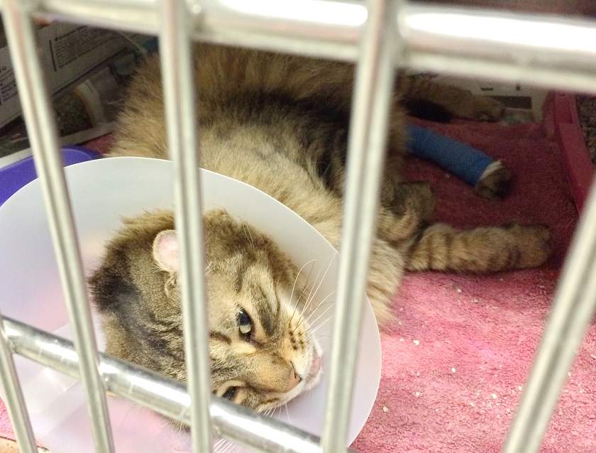 More injured animals arriving at Winnipeg Humane Society - image