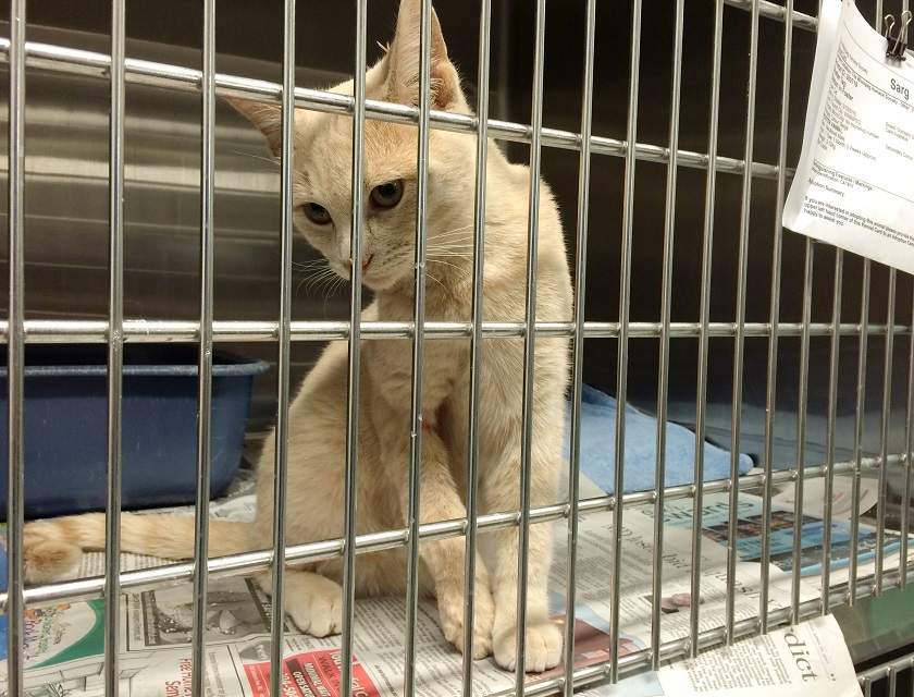The Winnipeg Humane Society reminds Winnipeggers to of the SNAP program and to fix their animals.