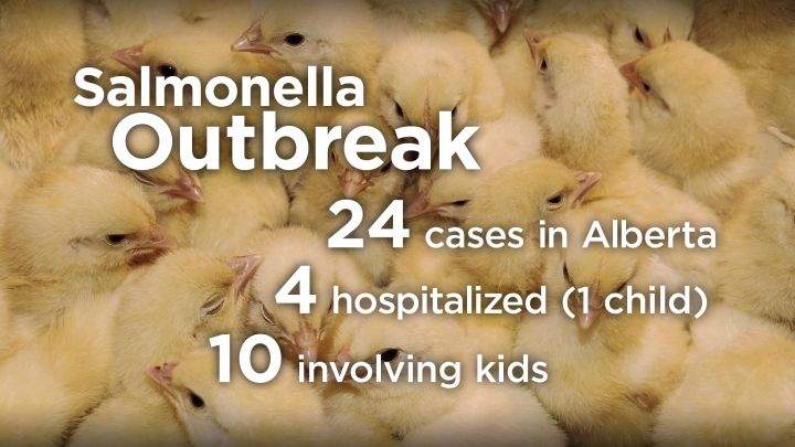 Salmonella outbreak Alberta
