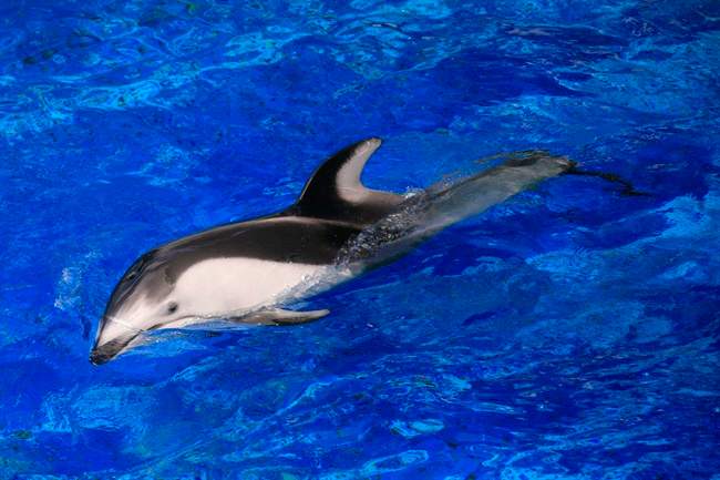 Protesters call for ban on cetacean captivity days ahead of pivotal vote - image
