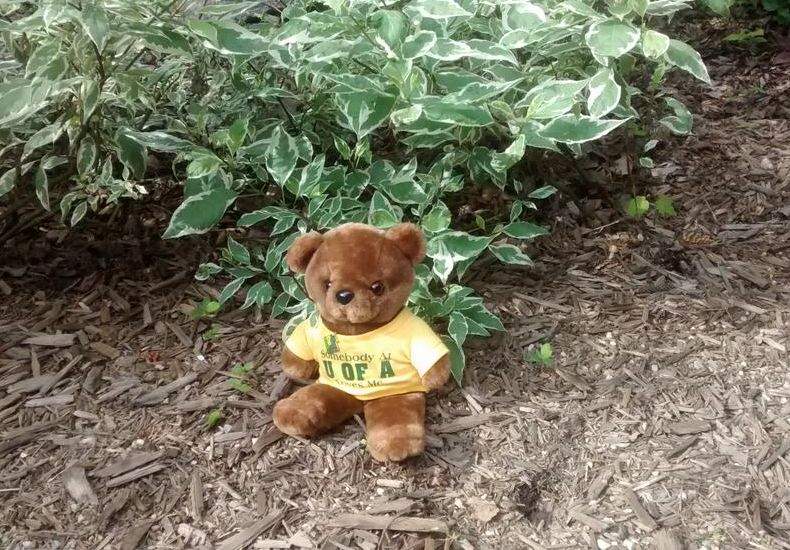 The University of Alberta B Com Twitter accounts jokes about possible bear sighting in Edmonton, June 25, 2015.