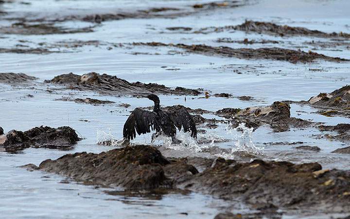 A bird covered in oil flaps its wings at Refugio State Beach, north of Goleta, Calif. As thousands of gallons of crude oil from a ruptured pipeline spread along the California coast, its operator was unable to contact workers near the break to get information required to alert federal emergency officials, records released Wednesday, June 24, 2015 said.