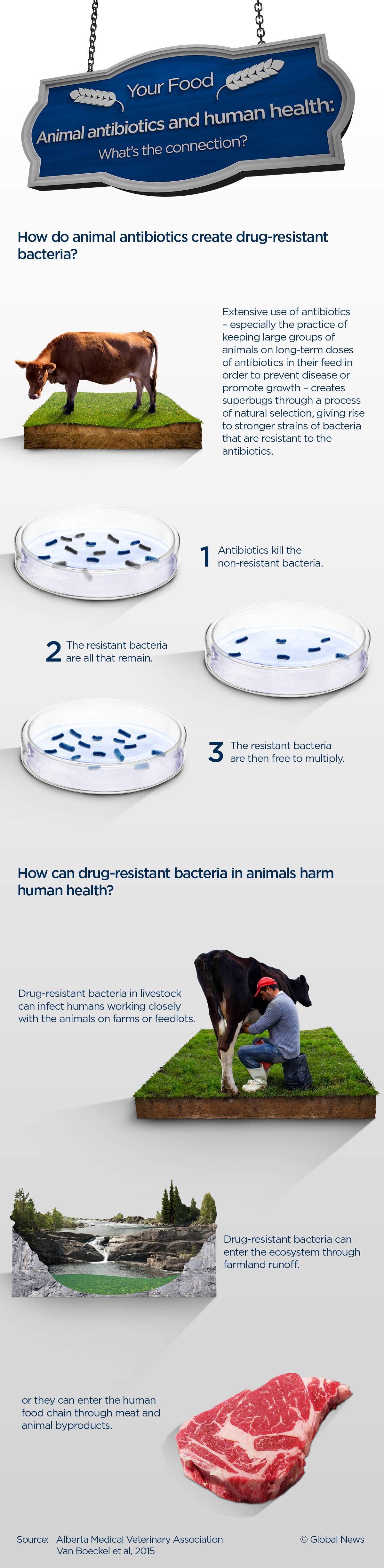 Medicating meat: What’s Canada’s plan for animal antibiotics? - image