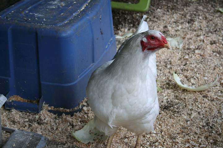 Toronto chicken