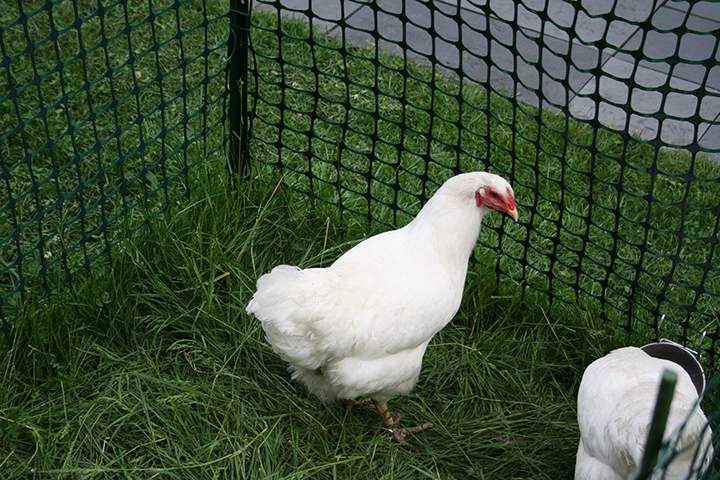 Hamilton politicians continue to resist requests to allow for ownership of backyard hens in urban areas.
