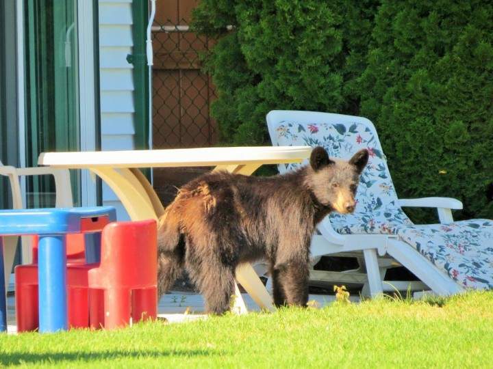 Bears will return to sources of food, such as around homes, or trailers.