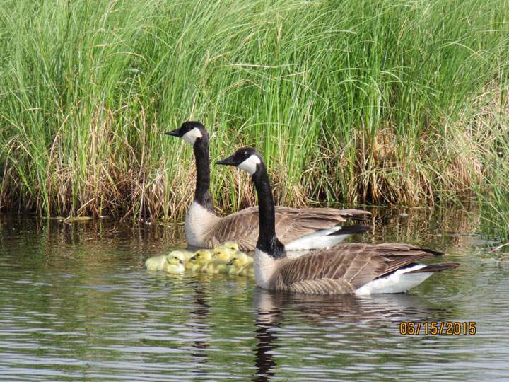 June 17: This Your Saskatchewan photo was taken by Becky Winiewski near Spruce Lake.