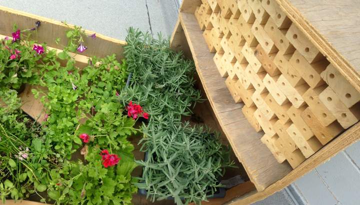 Bee hotel Fairmont Hotel Winnipeg