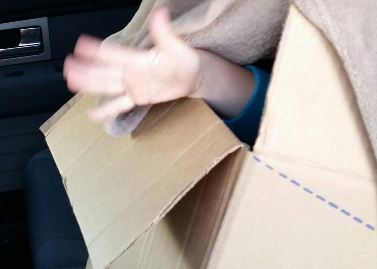 RCMP discovered a boy in a cardboard box in the back seat of a vehicle on Tuesday, June 23.
