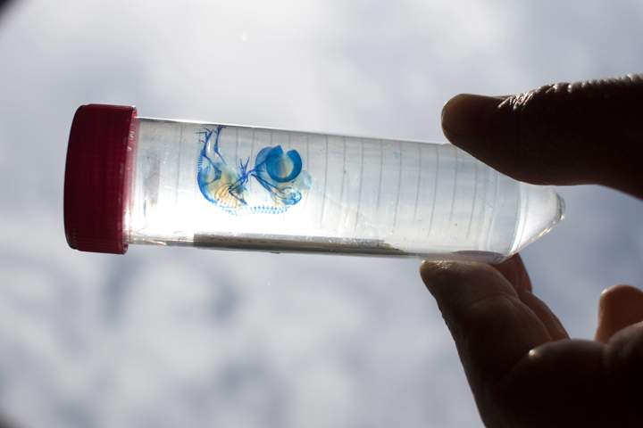 Hans Larsson holds a modified chicken embryo in 2009.