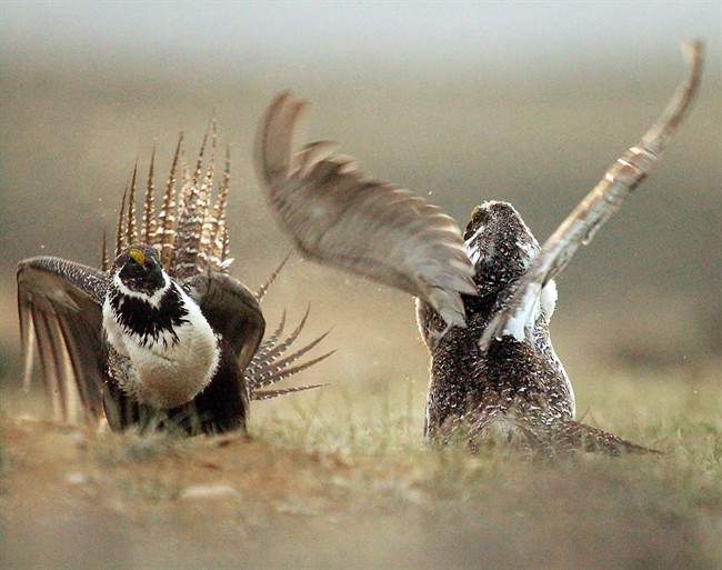 Rare good news for endangered sage grouse - image