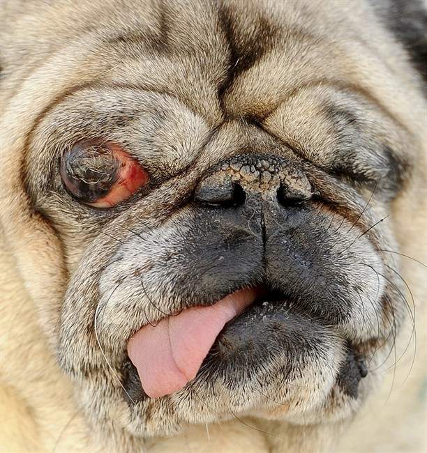Homely hounds compete to be crowned World's Ugliest Dog