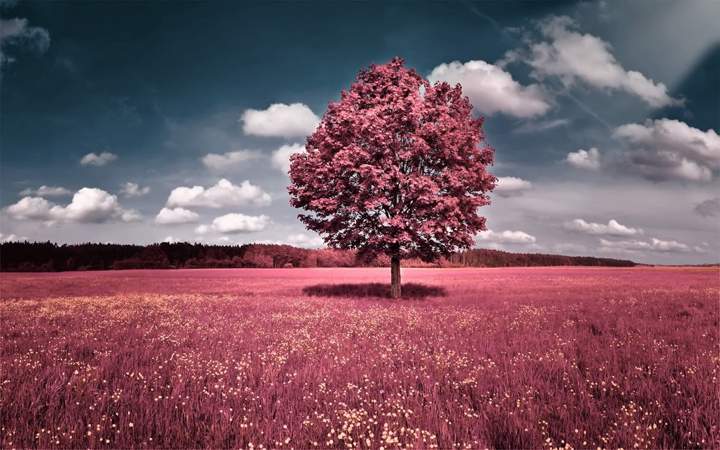 Google’s AI creates bizarre, yet beautiful images — from its dreams - image
