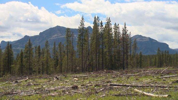 Logging the Ghost