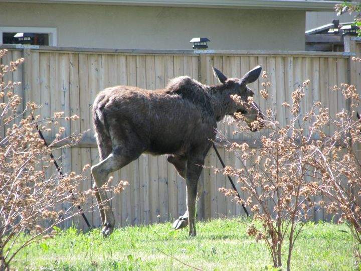 Moose Calgary Highwood