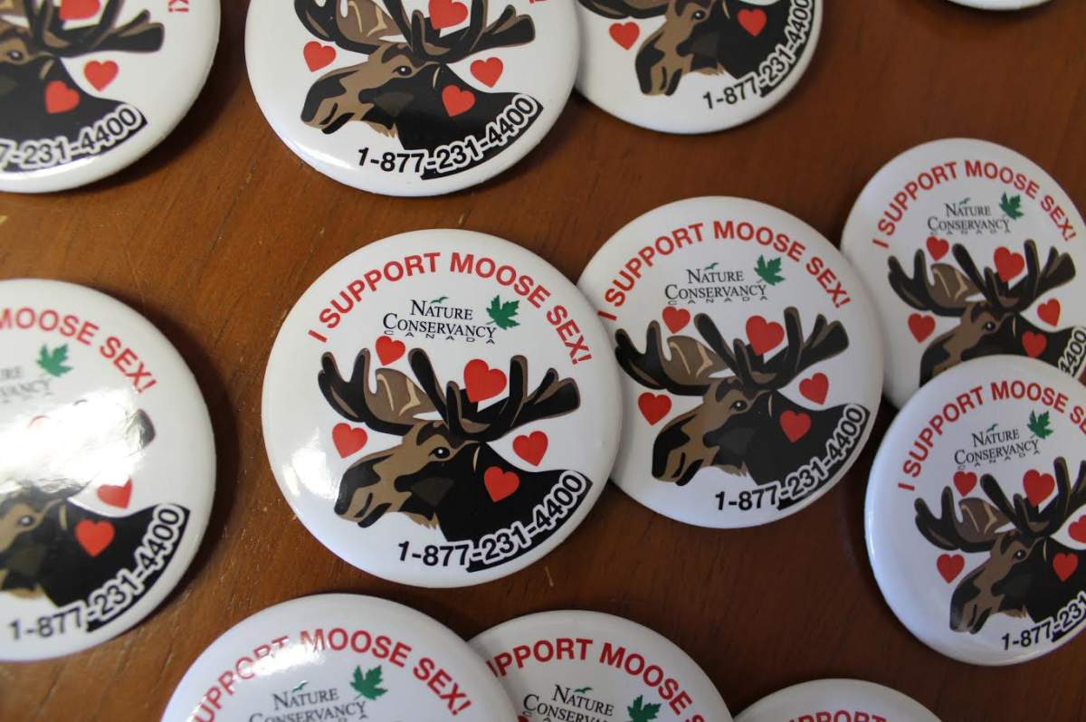 moose-sex-buttons