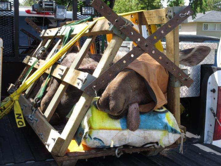 Moose tranquilized after running loose in Calgary neighbourhood - image