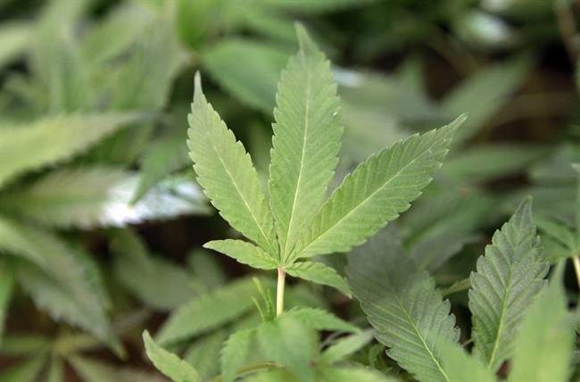 D.A.R.E. accidentally published an op-ed in favour of legalizing marijuana this week. 