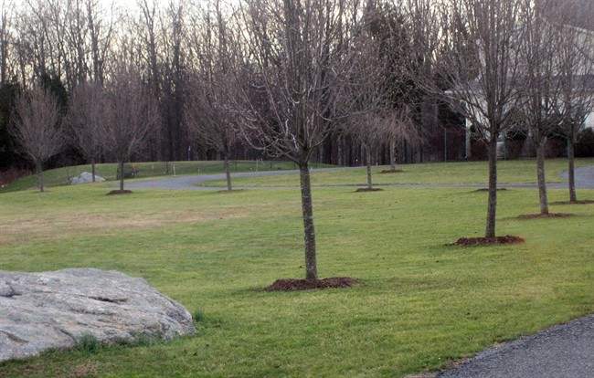 Mulch is good but which is the best
