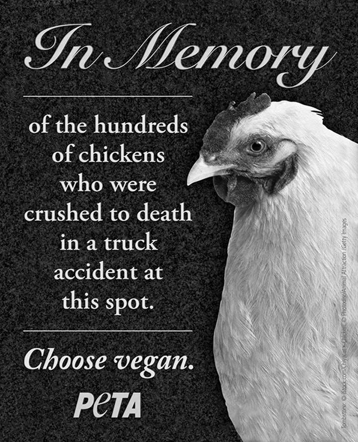 PETA wants Sask. government to place roadside memorial at site of Highway 5 crash where chickens killed.