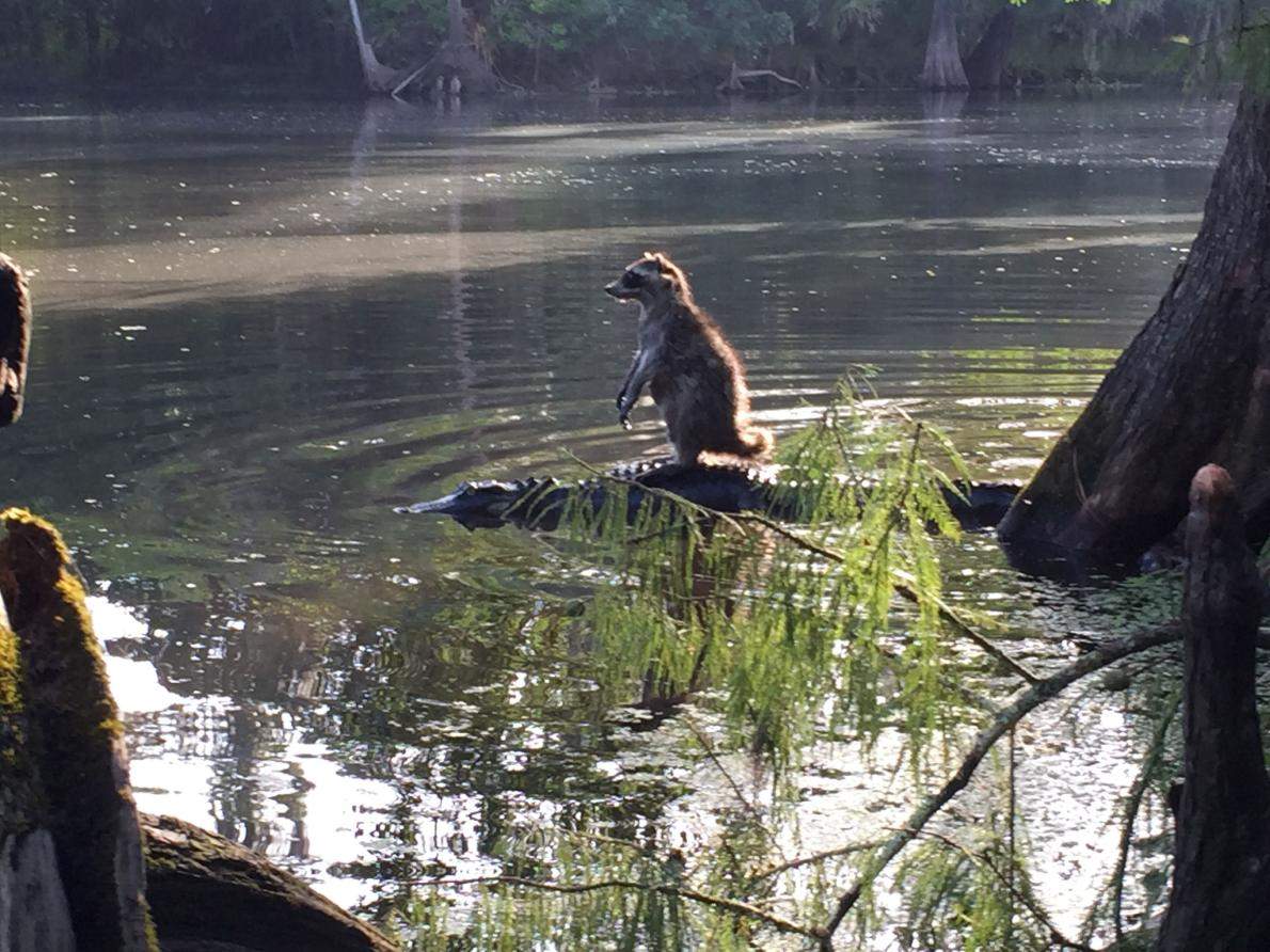 Is this a real raccoon with a death wish? Or some strange taxidermy performance art? .
