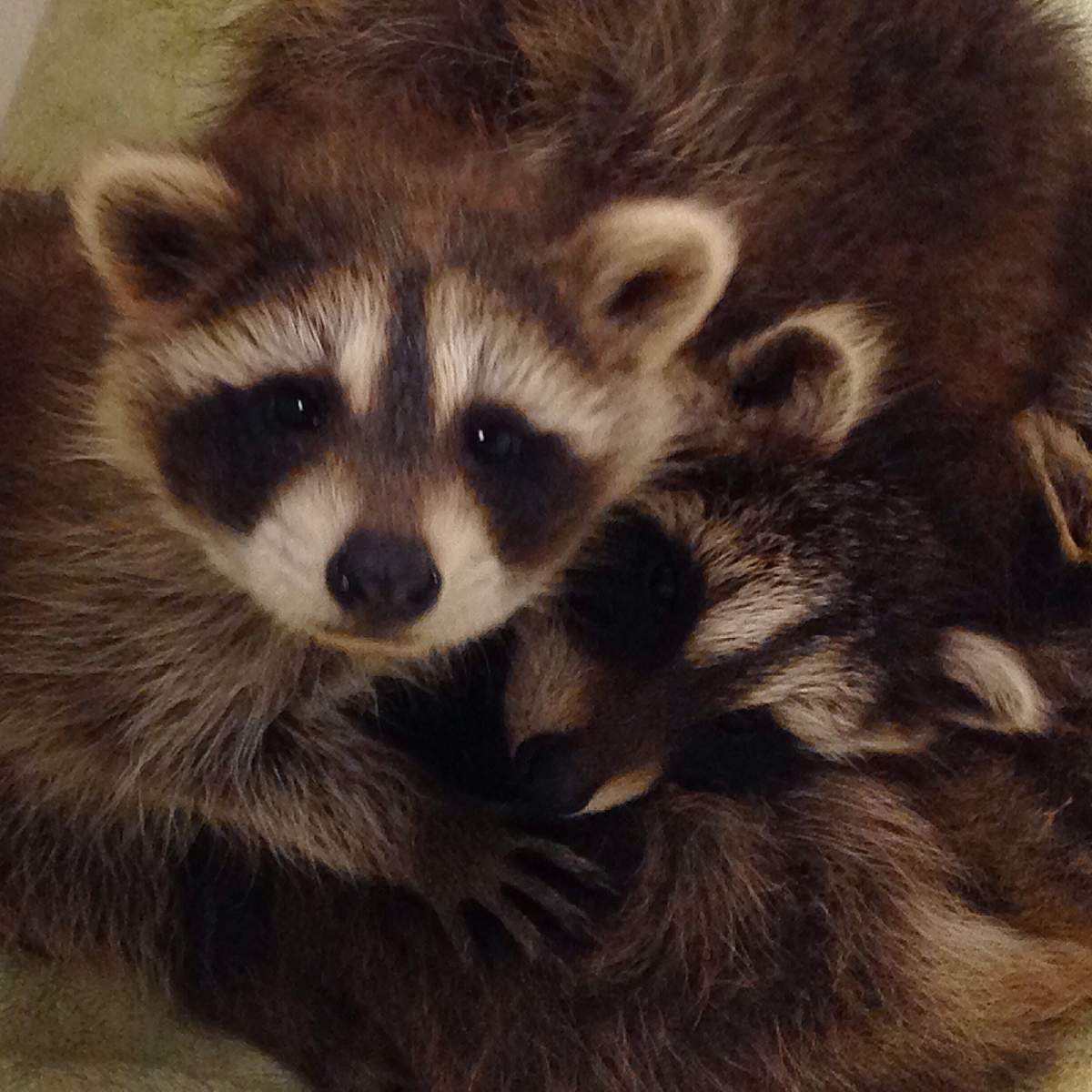 Raccoons at Hope for Wildlife