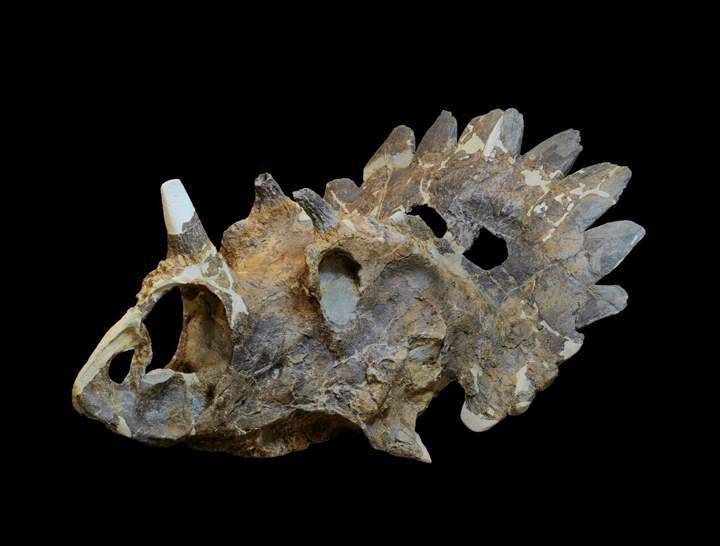The skull of the new horned dinosaur Regaliceratops peterhewsi.