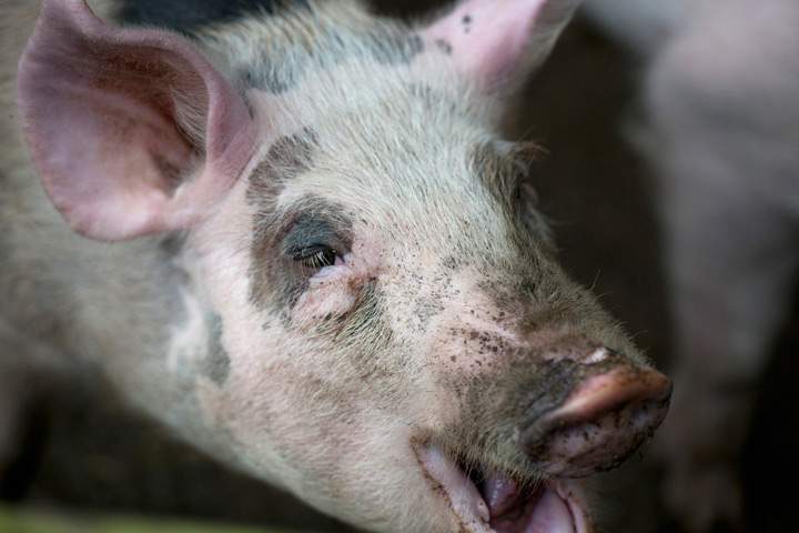 A piglet
