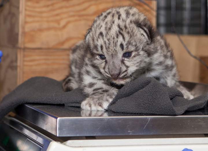 snow leopard cub Assiniboine Park Zoo Winnipeg
