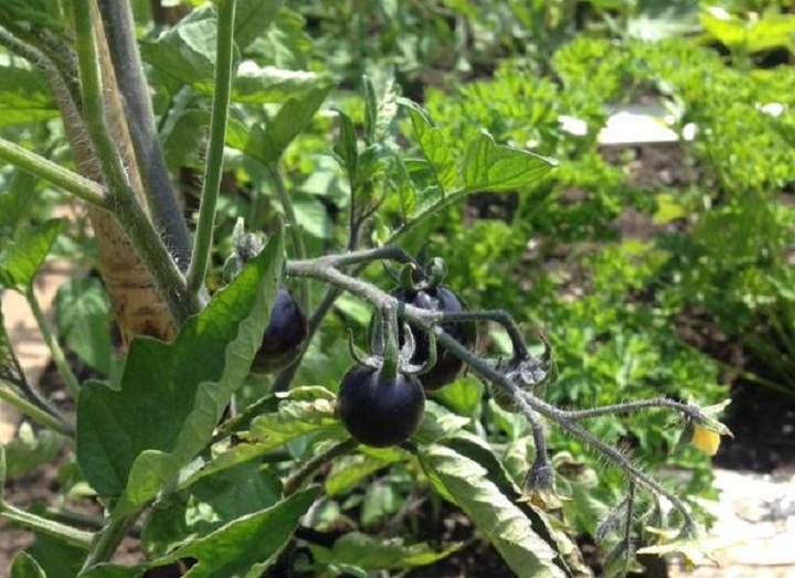 Black tomatoes grow in Fatemah Molavi’s garden.