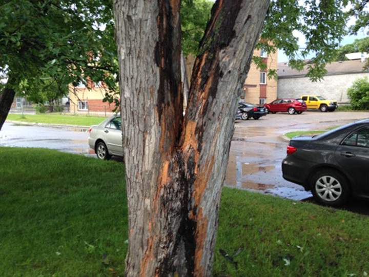 Manitoba storm St. Vital lightning strike tree