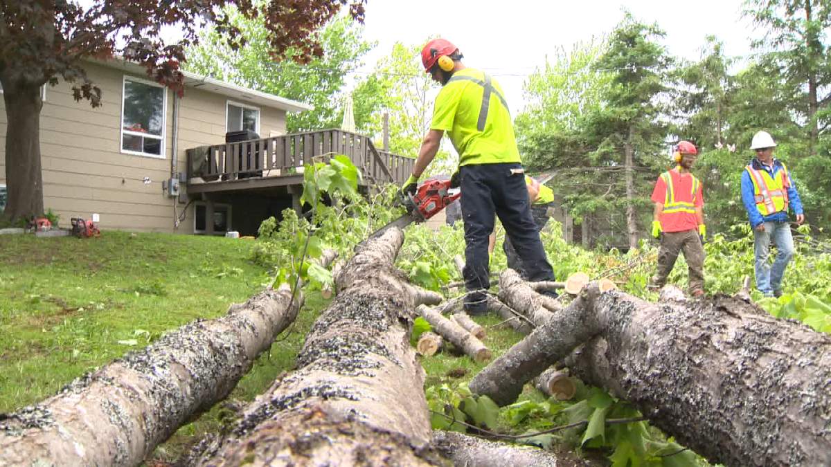 NB Power increases tree trimming to help protect grid during bad weather - image
