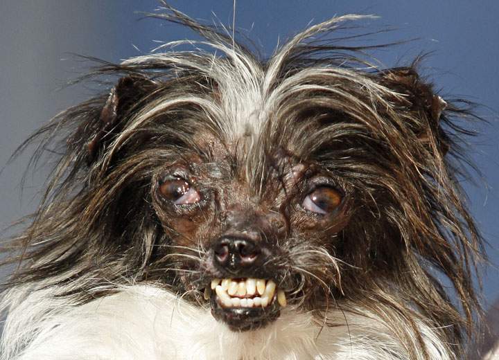In this Friday, June 20, 2014 file photo, Peanut, a two-year-old mutt is held by Holly Chandler, the owner after winning the World’s Ugliest Dog Contest, at the Sonoma-Marin Fair in Petaluma, Calif.