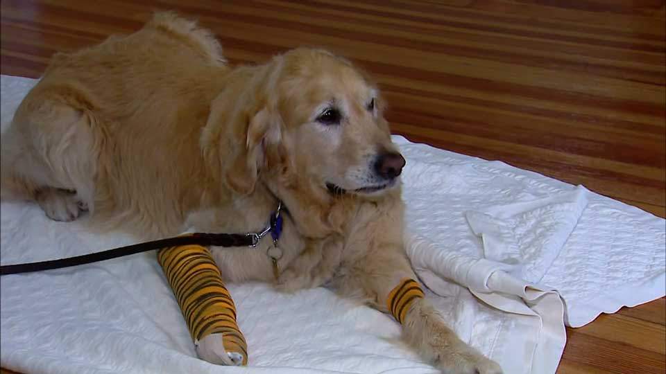 Service dog jumps in front of bus to protect visually impaired owner