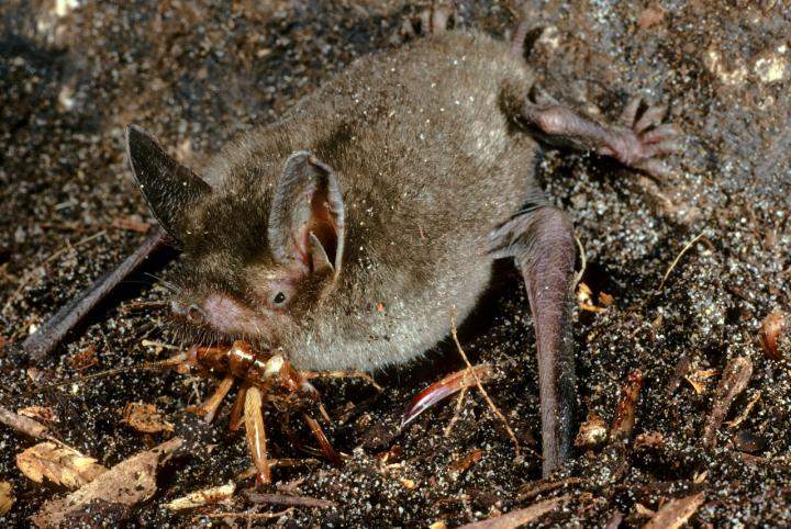 Mystacina tuberculata foraging on South Island, New Zealand. This bat is related to the newly discovered Mystacina miocenalis.