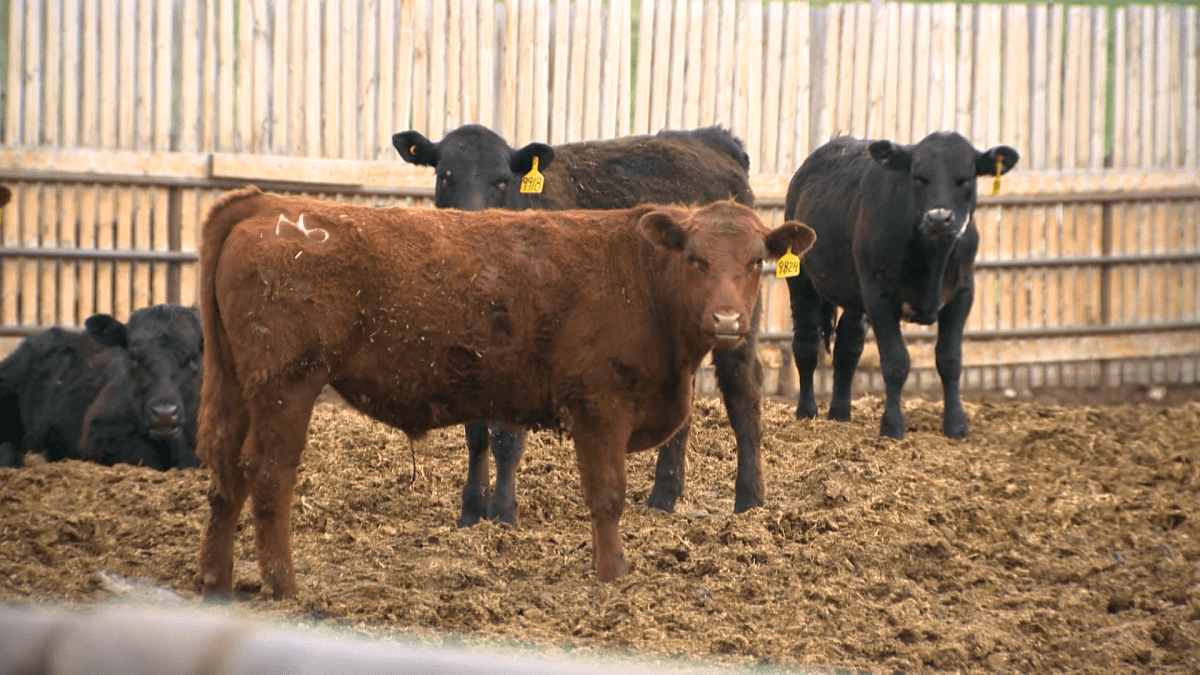 Medicating meat: What’s Canada’s plan for animal antibiotics? - image